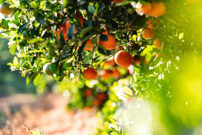 SIMONSAYS DIGITAL AGENCY Vibrant orange fruits hanging from a lush citrus tree surrounded by fresh green leaves and sunlight.